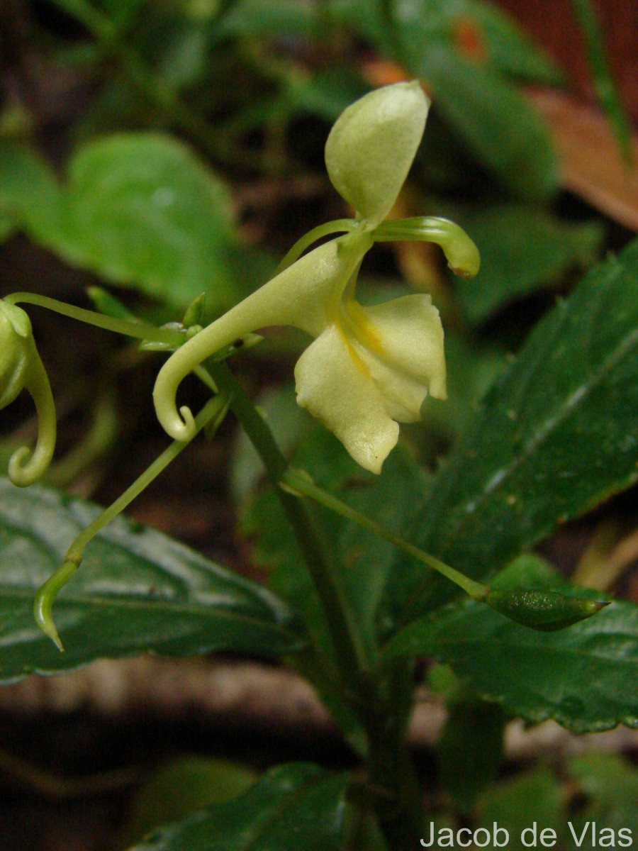 Impatiens cornigera Arn.